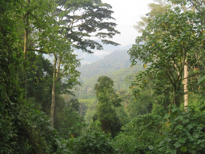 Misty dense forest edge of Bwindi Impenetrable National Park, home of mountain gorillas